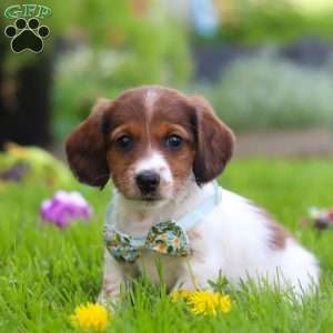 Benji, Dachshund Puppy